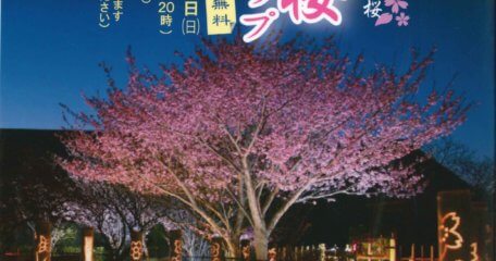 真冬に咲く土肥桜『土肥桜ライトアップ』